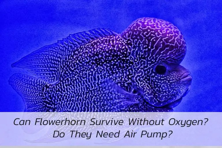 Can Flowerhorn Survive Without Oxygen? Do They Need Air Pump?