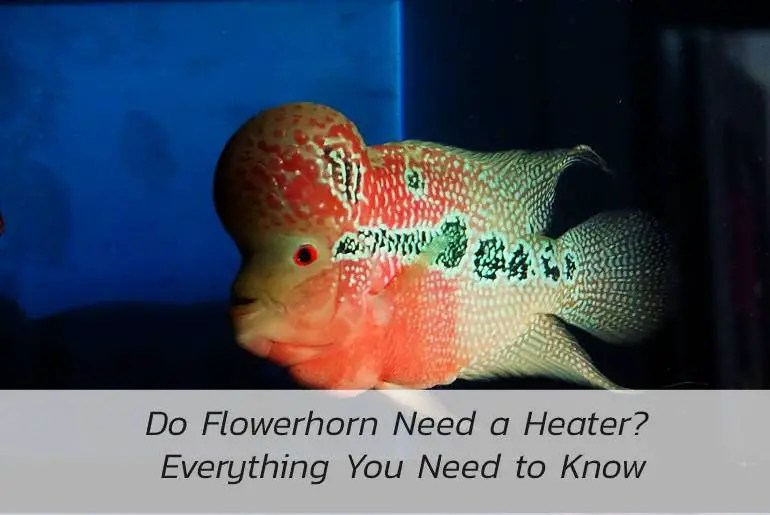 Do Flowerhorn Need a Heater? Everything You Need to Know