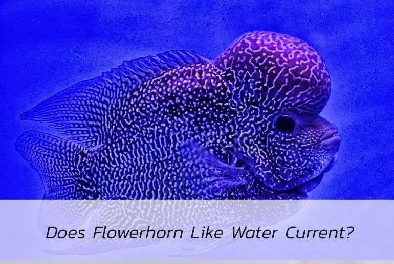 Does Flowerhorn Like Water Current? Fish Keeping Guide