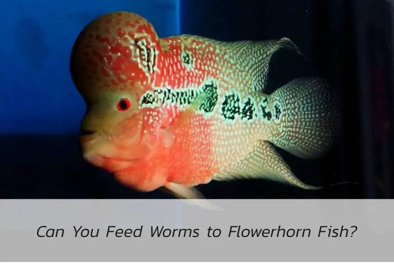 Can You Feed Worms to Flowerhorn Fish? Fish Keeping Guide