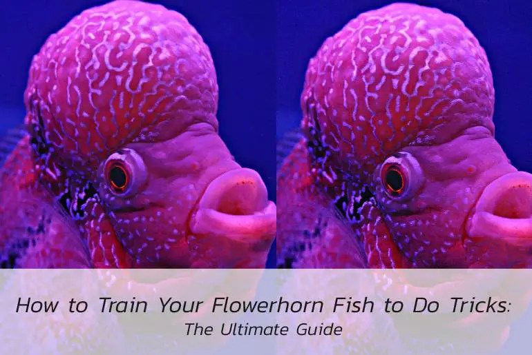 How to Train Your Flowerhorn Fish to Do Tricks The Ultimate Guide