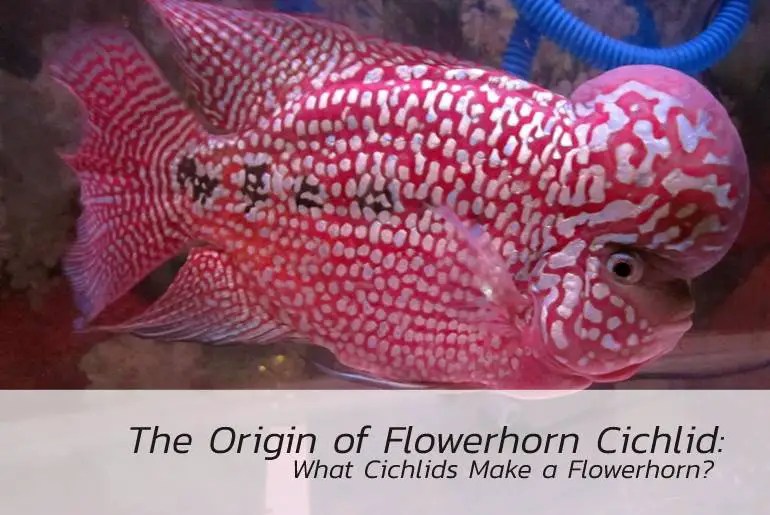 The Origin of Flowerhorn Cichlid What Cichlids Make a Flowerhorn?