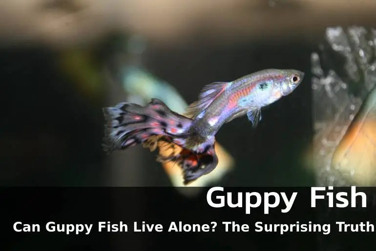 Can Guppy Fish Live Alone? Fish Keeping Guide