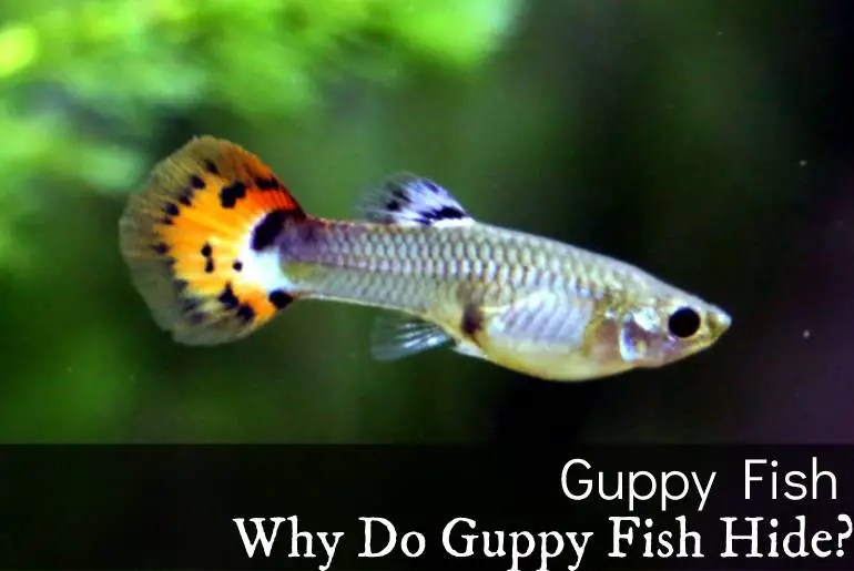 Why Do Guppy Fish Hide? 13 Possible Reasons Fish Keeping Guide