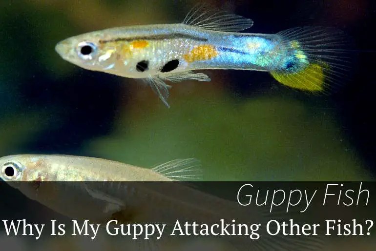Why Is My Guppy Attacking Other Fish? Fish Keeping Guide