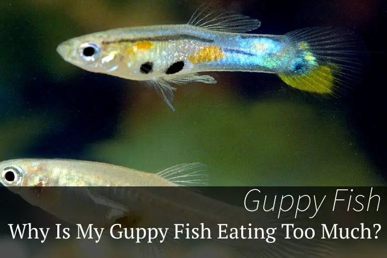Why Is My Guppy Fish Eating Too Much? Fish Keeping Guide