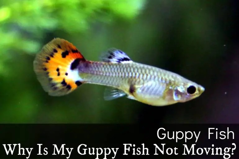 Why Is My Guppy Fish Not Moving? Fish Keeping Guide