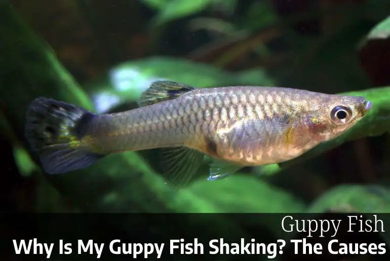 Why Is My Guppy Fish Shaking? The Causes Fish Keeping Guide