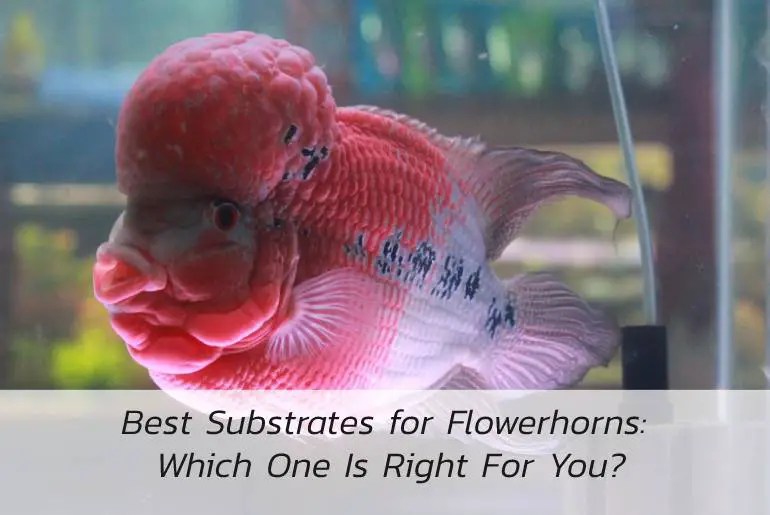 Best Substrates for Flowerhorn Which One Is Right For You?