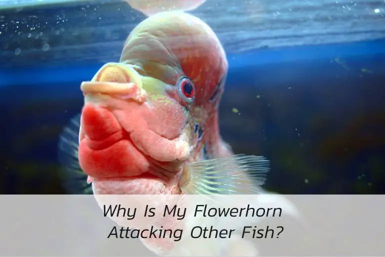 Why Is My Flowerhorn Attacking Other Fish? Fish Keeping Guide