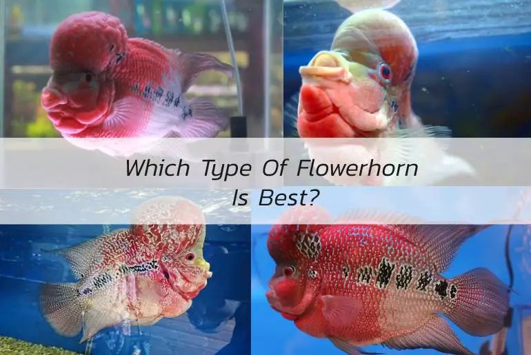 Which Type Of Flowerhorn Is Best? Fish Keeping Guide