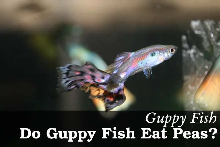 Do Guppy Fish Eat Peas? Fish Keeping Guide