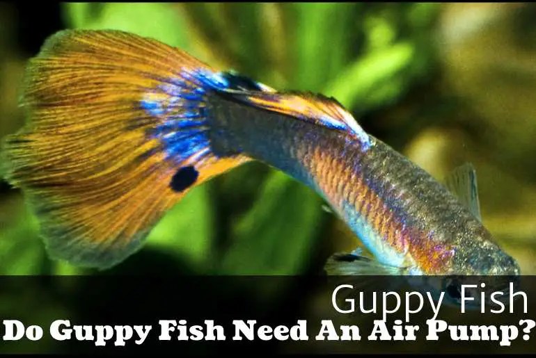Do Guppy Fish Need An Air Pump? Fish Keeping Guide