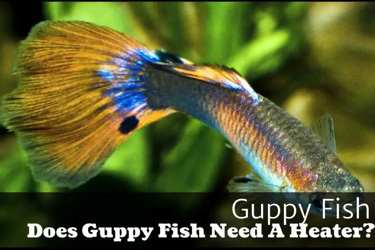 Does Guppy Fish Need A Heater? Fish Keeping Guide