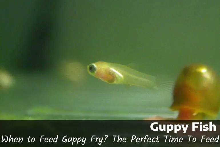 When To Feed Guppy Fry? Growth And More Fish Keeping Guide