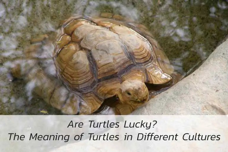 Are Turtles Lucky? The Meaning of Turtles in Different Cultures