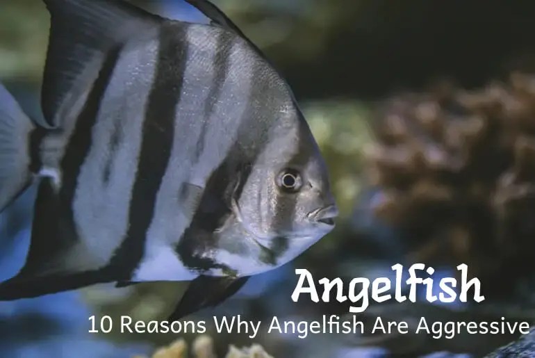 10 Reasons Why Angelfish Are Aggressive Fish Keeping Guide
