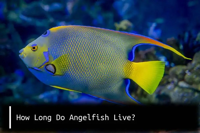 How Long Do Angelfish Live? Fish Keeping Guide