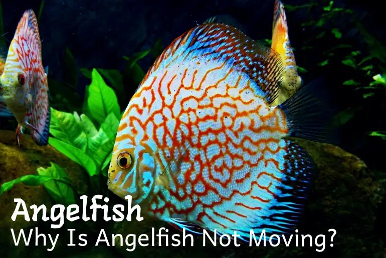 Why Is Angelfish Not Moving? Fish Keeping Guide