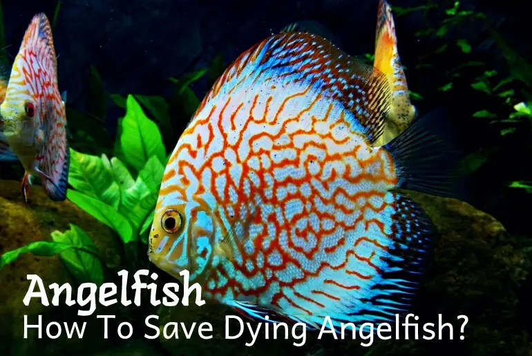 How To Save Dying Angelfish? Fish Keeping Guide