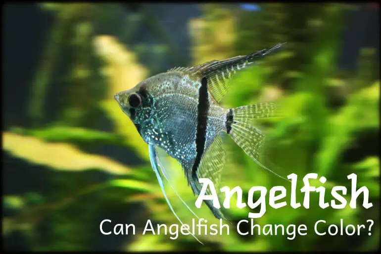 Can Angelfish Change Color? Fish Keeping Guide