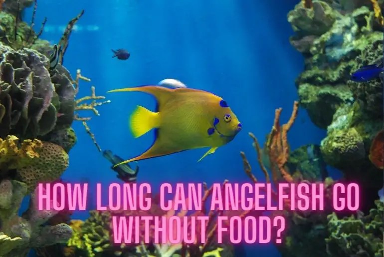How Long Can Angelfish Go Without Food? Fish Keeping Guide