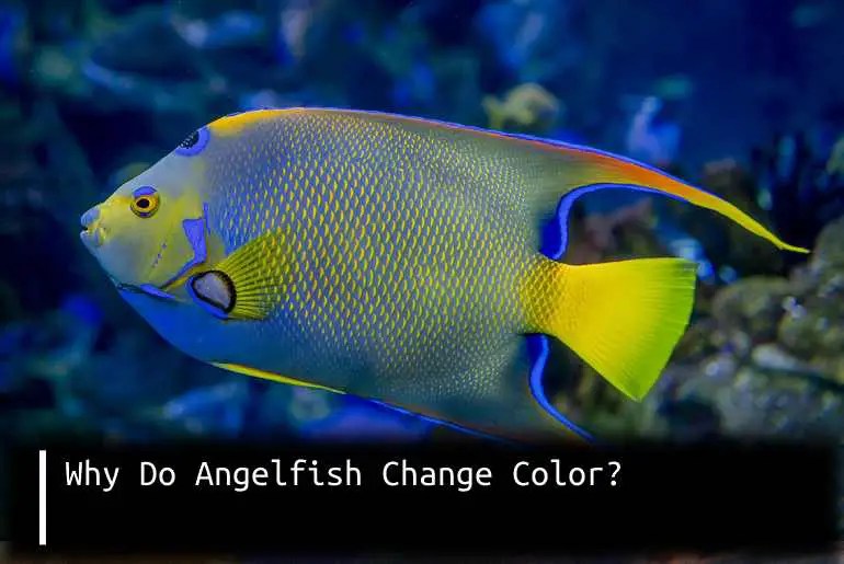 Why Do Angelfish Change Color? Fish Keeping Guide