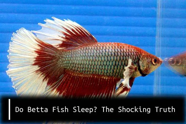 Do Betta Fish Sleep? The Shocking Truth Fish Keeping Guide