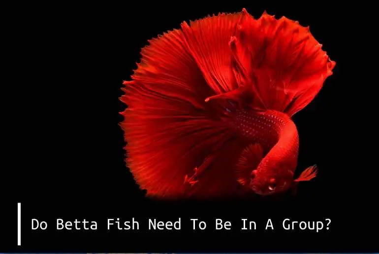 Do Betta Fish Need To Be In A Group? Fish Keeping Guide