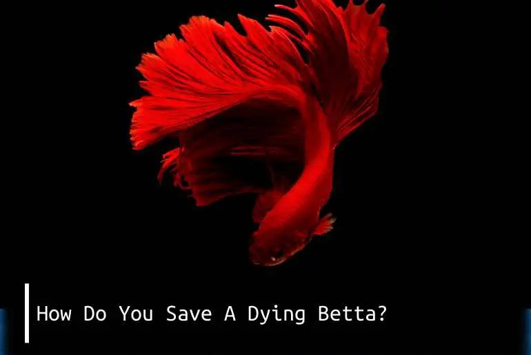 How Do You Save A Dying Betta? Fish Keeping Guide