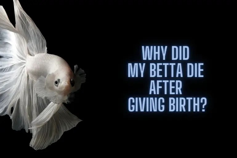 Why Did My Betta Die After Giving Birth? Fish Keeping Guide