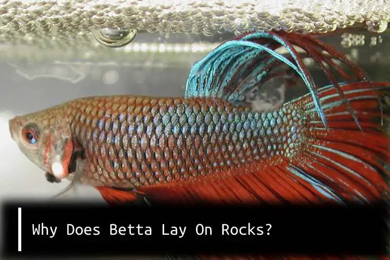 Why Does Betta Lay On Rocks? Fish Keeping Guide