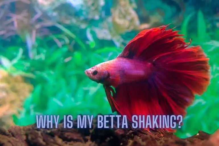 Why Is My Betta Shaking? Fish Keeping Guide