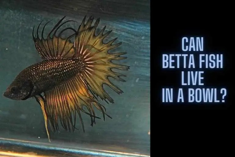 Can Betta Fish Live In A Bowl? Fish Keeping Guide