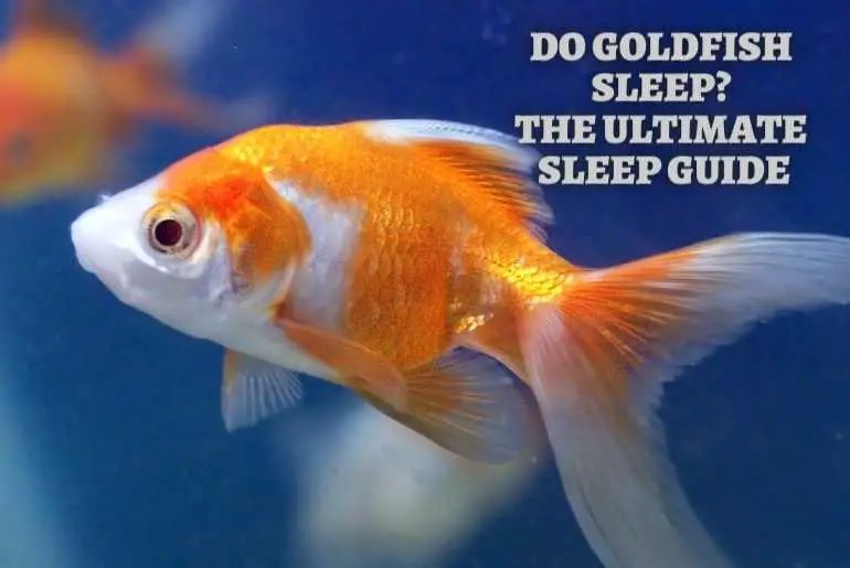 Do Goldfish Sleep Peacefully? The Ultimate Sleep Guide Fish Keeping Guide