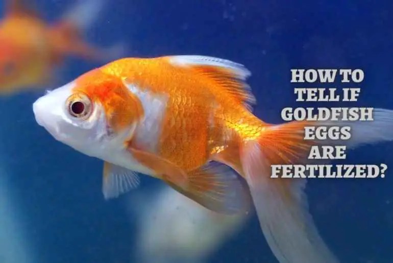 How To Tell If Goldfish Eggs Are Fertilized? Should You Worry? Fish