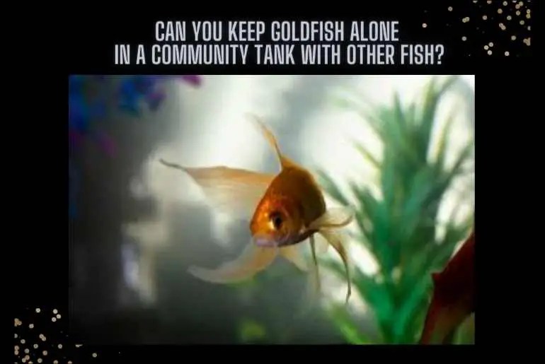 Can You Keep Goldfish Alone In A Community Tank With Other Fish? Fish Keeping Guide