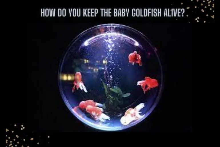 How Do You Keep The Baby Goldfish Alive? Fish Keeping Guide