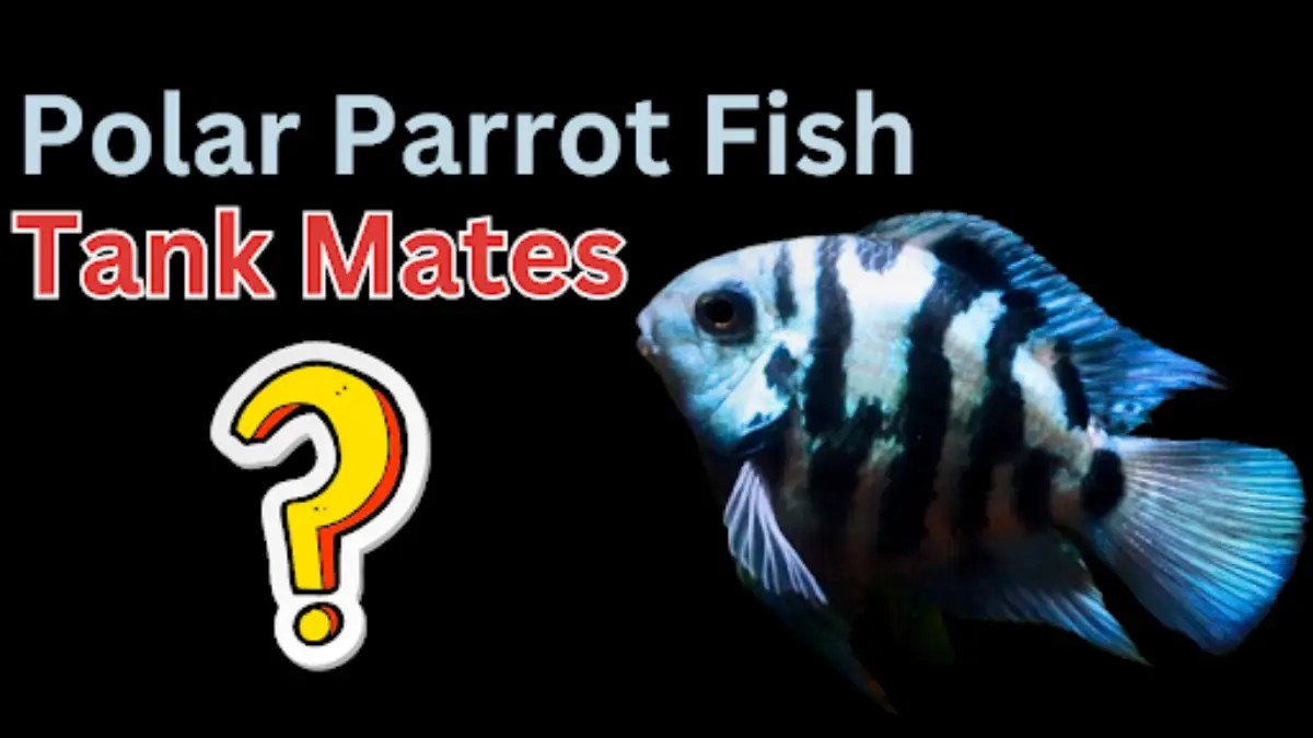 12 Ideal Tank Mates For Polar Parrot Fish Fish Keeping Guide