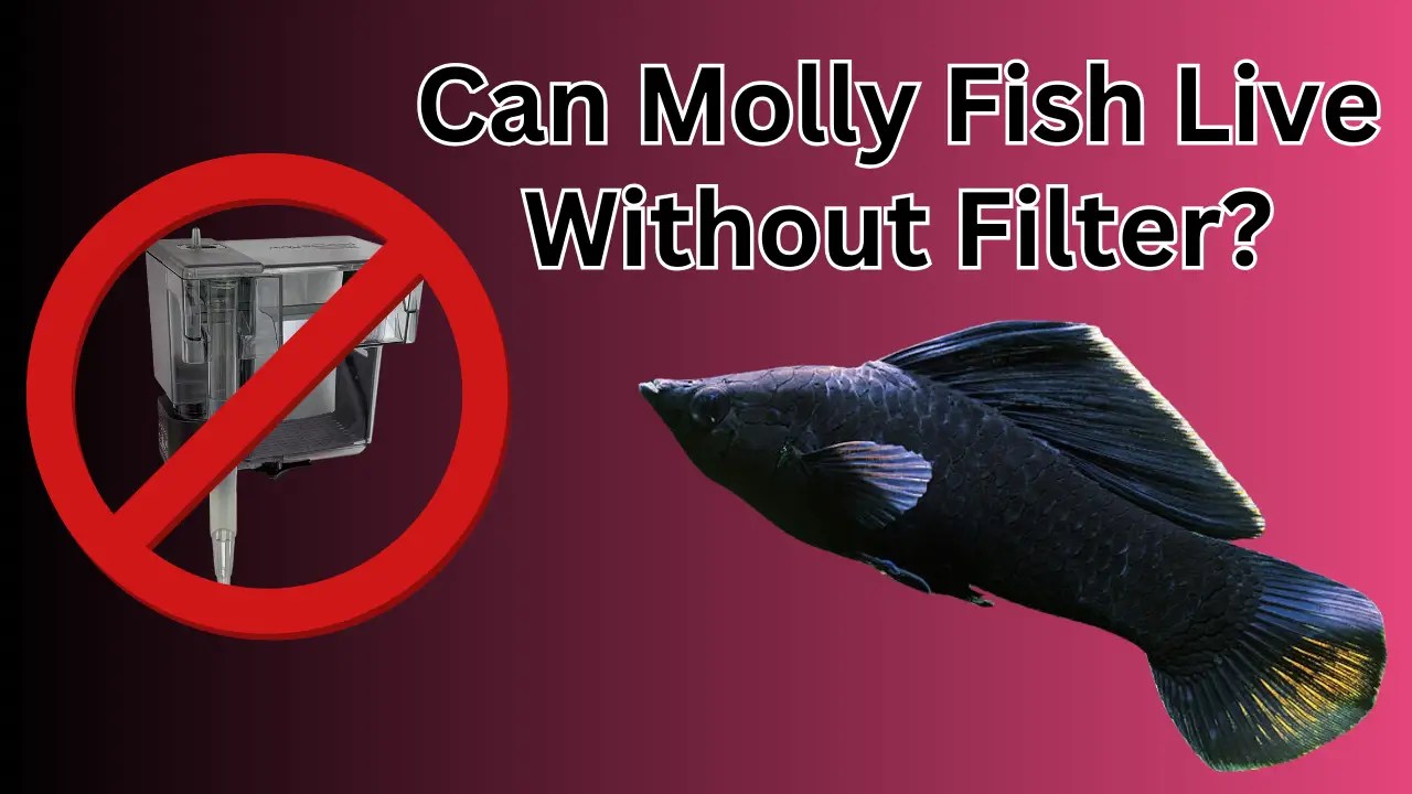 Can Molly Fish Survive Without A Filter? Can They? Fish Keeping Guide