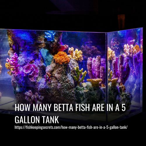 How Many Betta Fish Are In A 5 Gallon Tank?