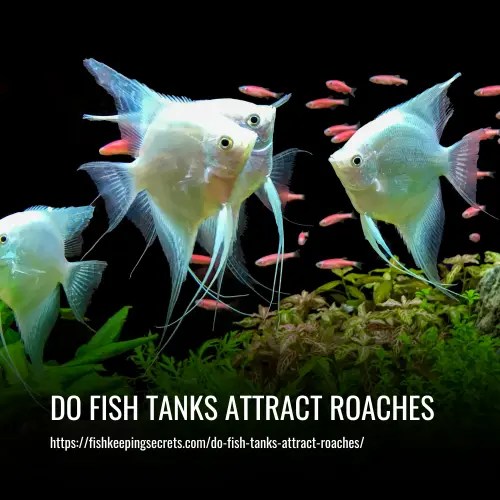 Do Fish Tanks Attract Roaches? What You Need to Know