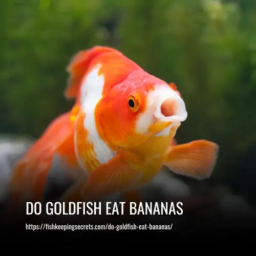 Do Goldfish Eat Bananas