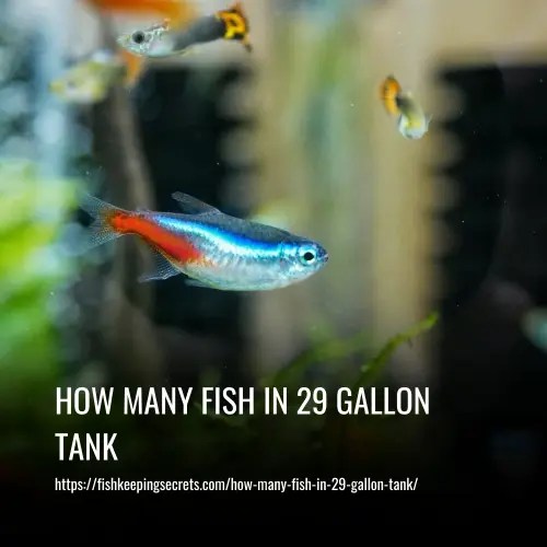 How Many Fish in 29 Gallon Tank?