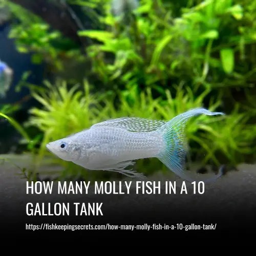 How Many Molly Fish In A 10Gallon Tank
