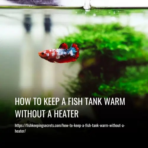 How To Keep A Fish Tank Warm Without A Heater