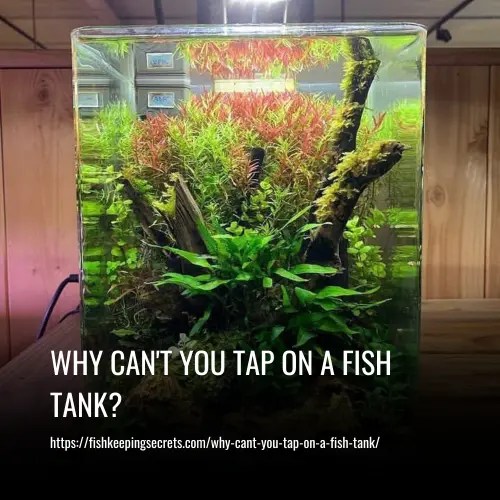Why Can't You Tap on a Fish Tank?