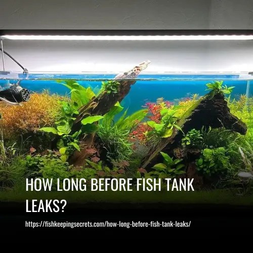 How Long Before Fish Tank Leaks?