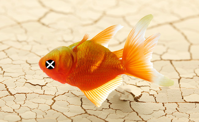 🐠 Quickly and Humanely Kill Your Beloved Pet Fish (4 Steps)