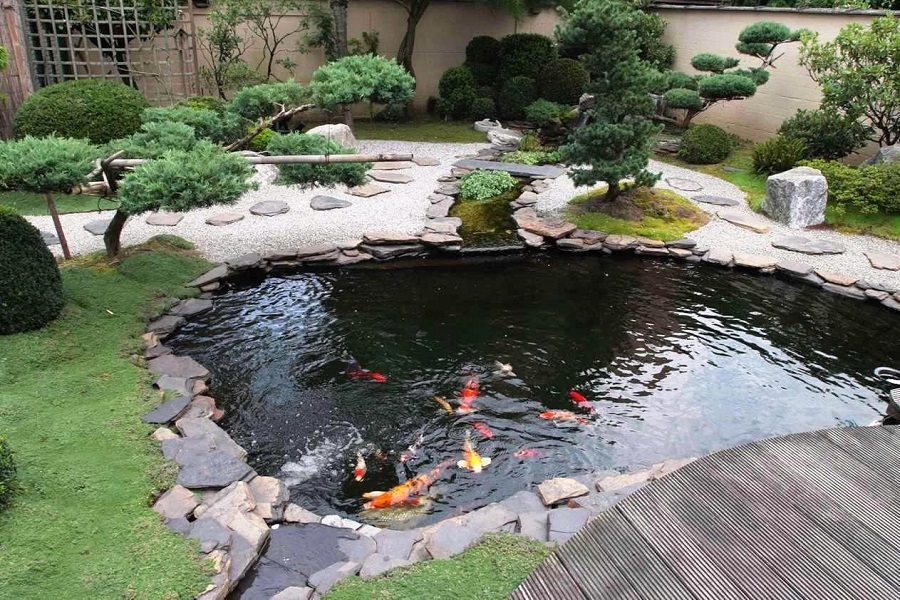 How To Identify Pond Fish Diseases On Time FishLab